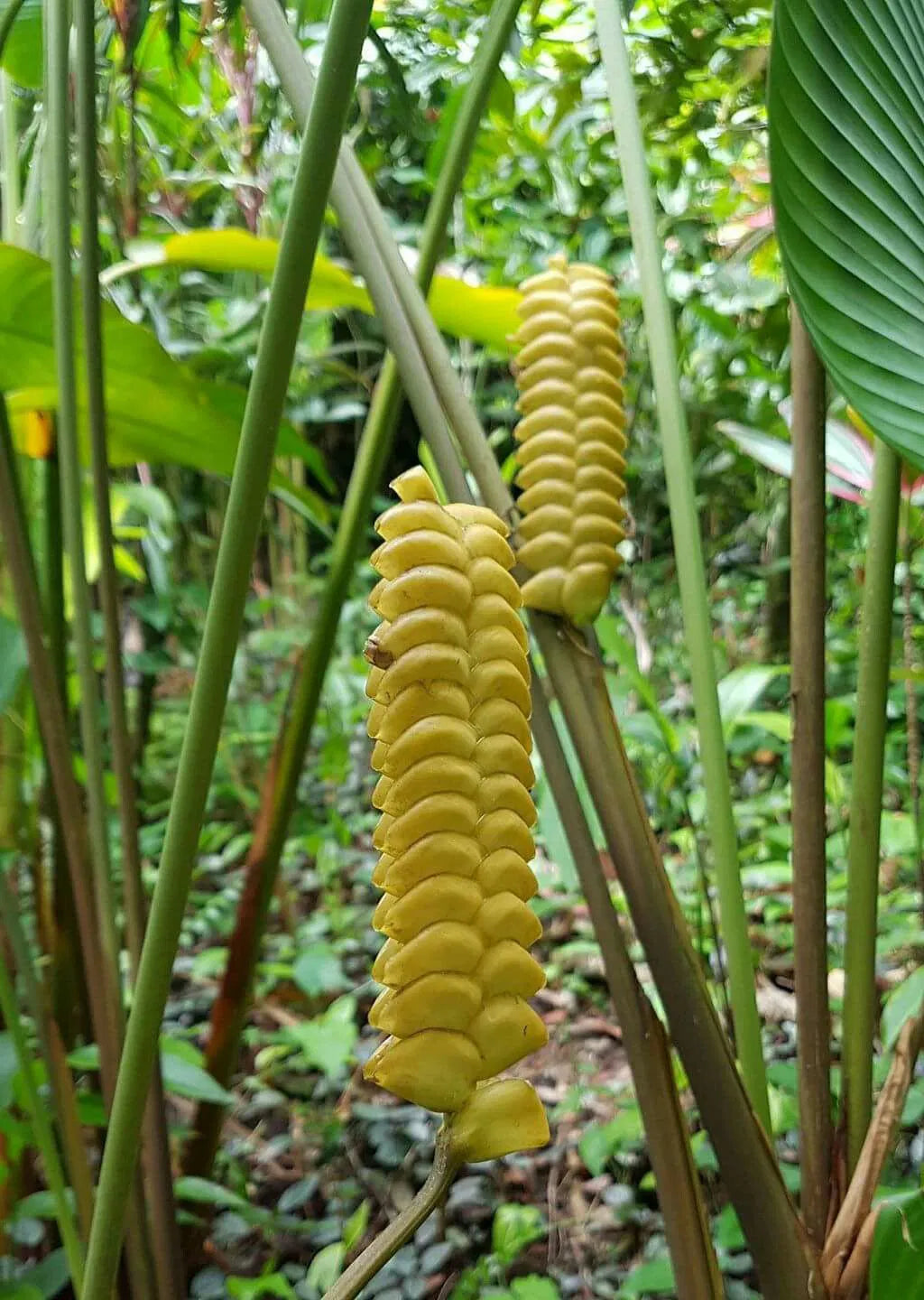 Yellow Calathea Crotalifera Plant Seeds Planting Flower