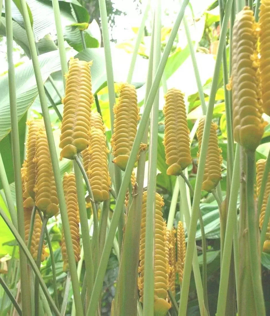 Yellow Calathea Crotalifera Plant Seeds Planting Flower