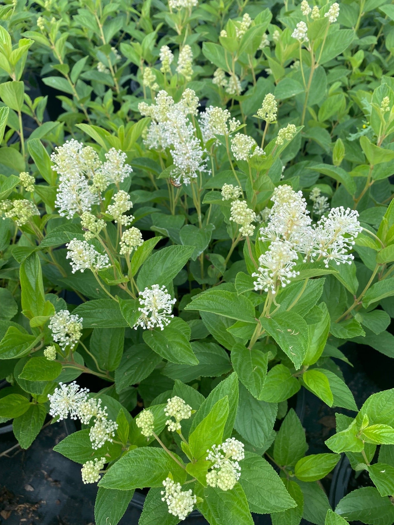 Ceanothus americanus Bright Green Foliage Close-Up