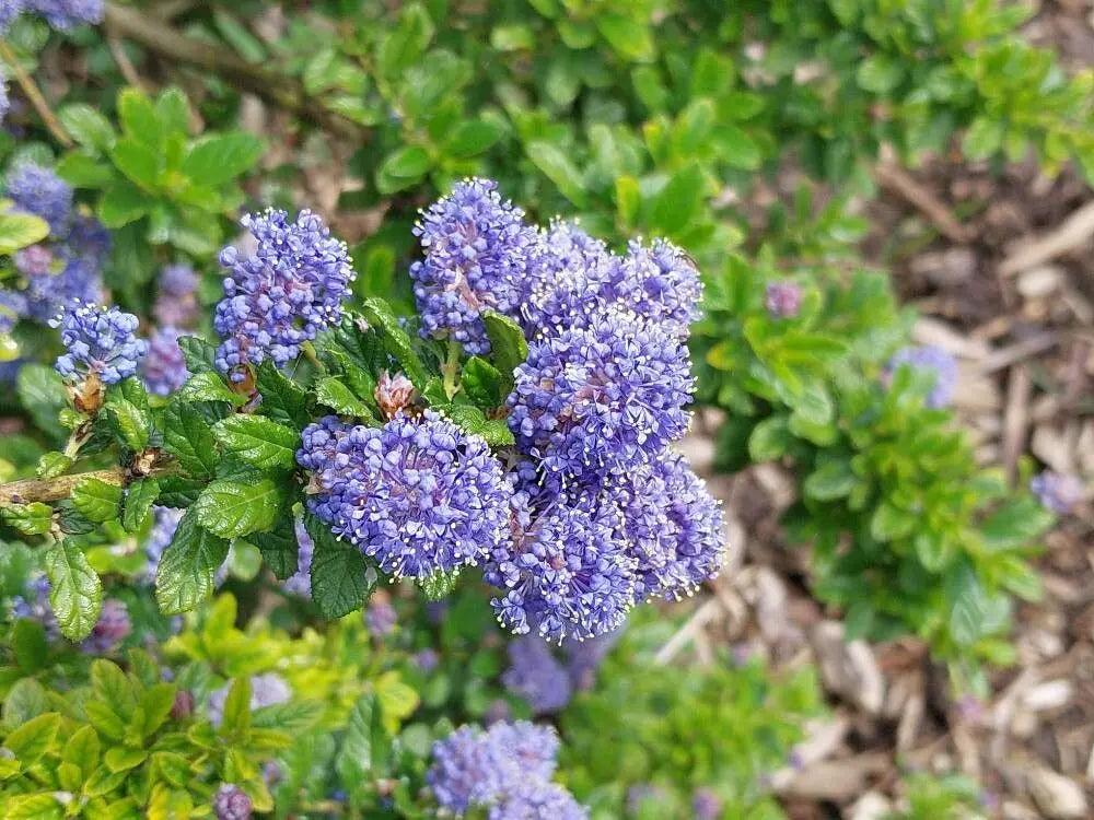 Ceanothus Prostratus used as ground cover in landscape