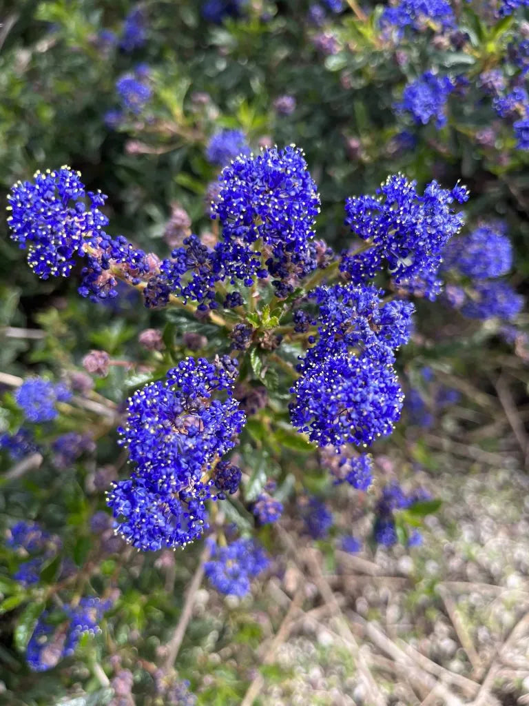 Mature Ceanothus Prostratus plant with foliage