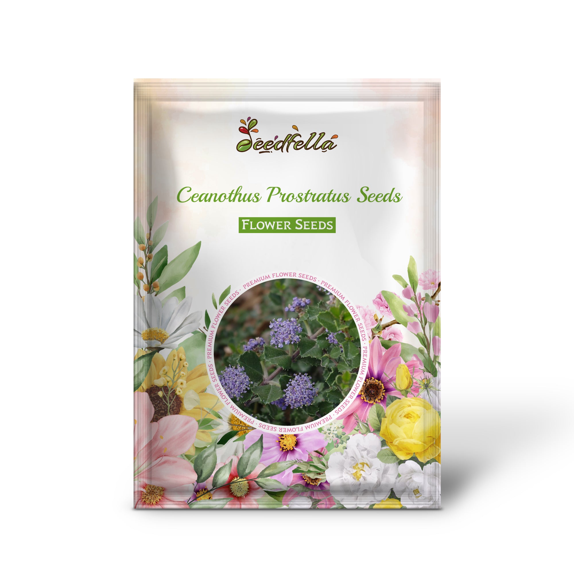 Blue-lavender Ceanothus Prostratus blooms in garden