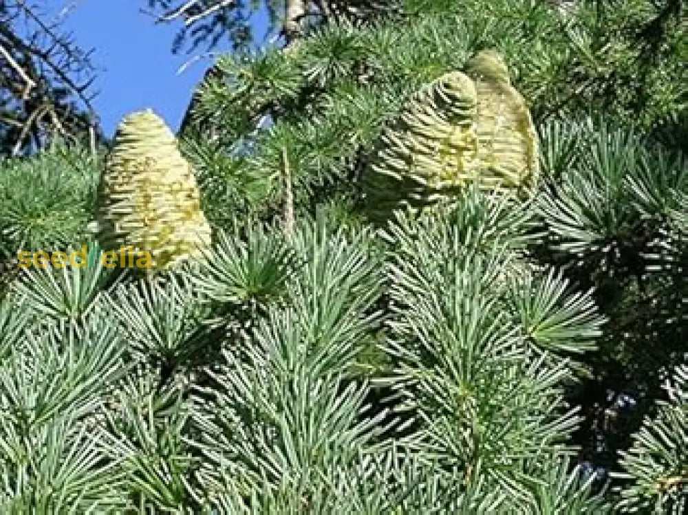 Cedrus Deodara Seeds For Planting Herb