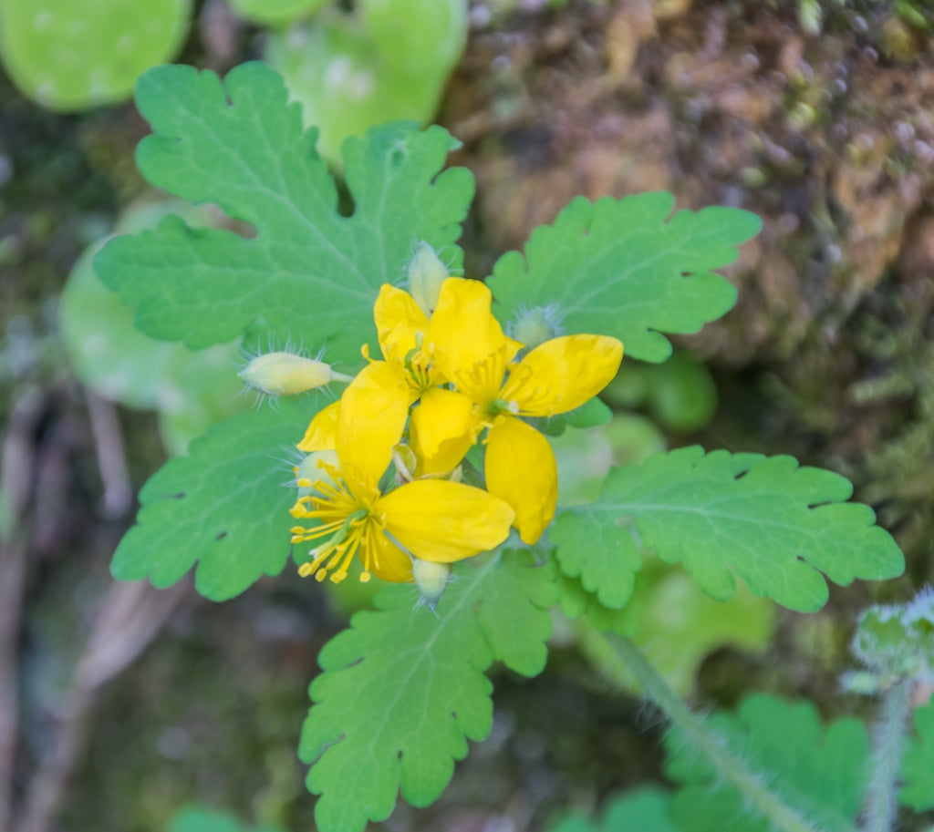 Celandine Seeds Germinating in Moist Garden Soil