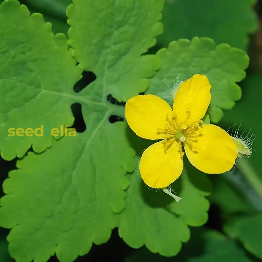 Celandine Plant Seeds For Herbal Planting