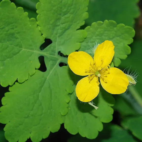 Celandine Plant Seeds for Easy Herbal Garden Planting