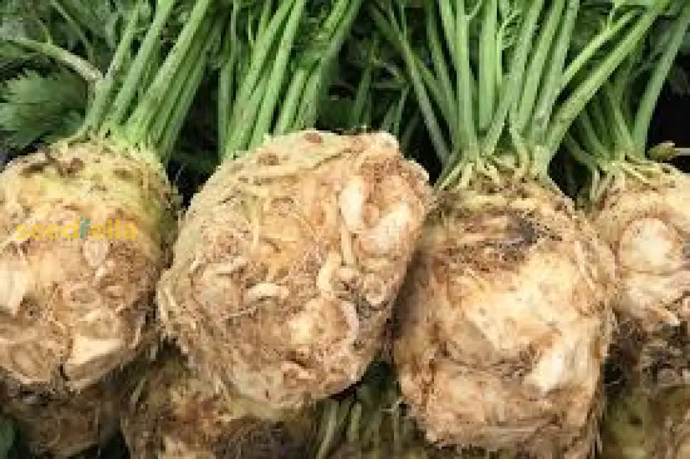 Celeriac Planting Seeds Collection | Grow Your Own Vegetable Seeds