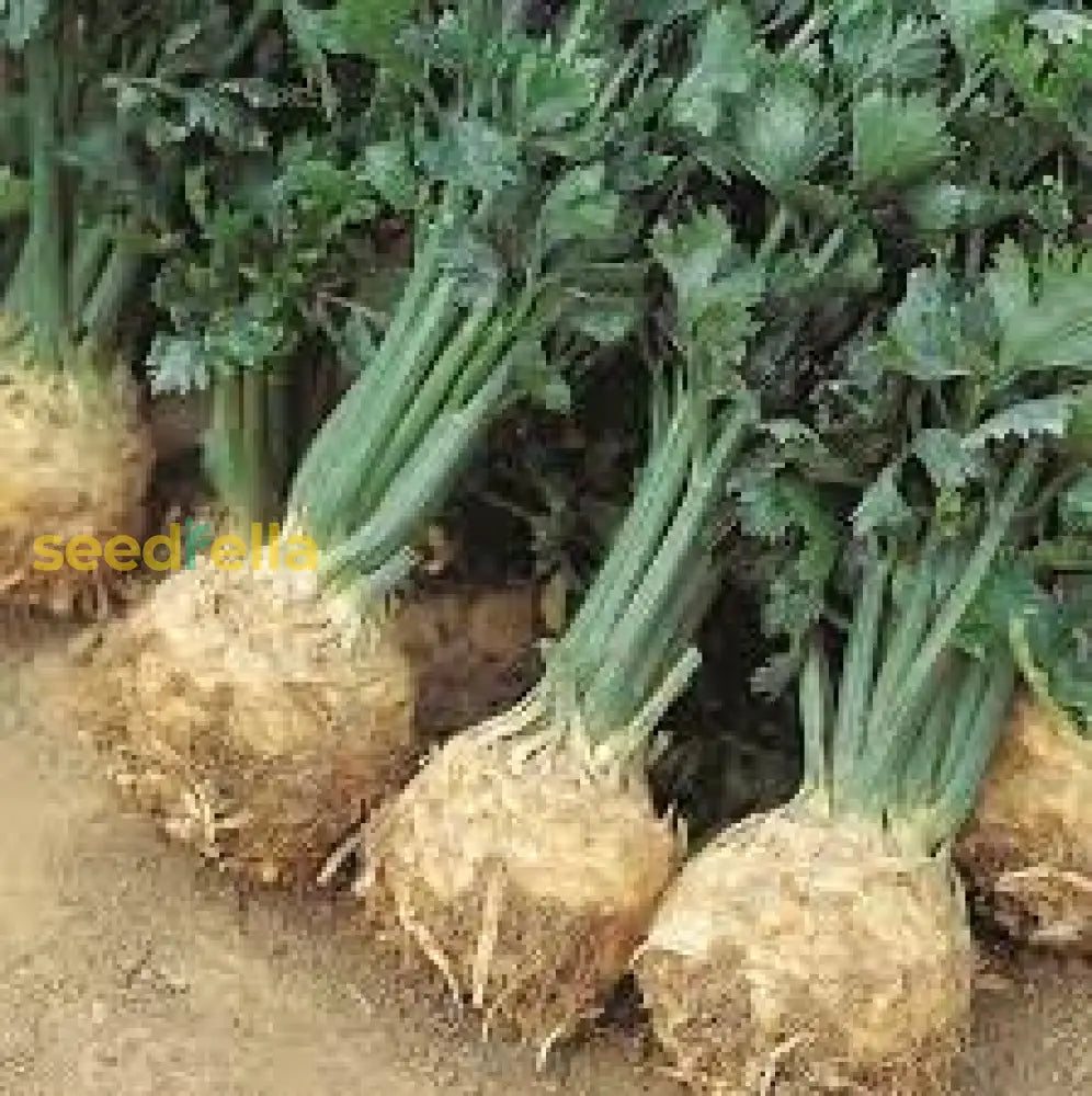 Celeriac Seeds For Planting  Premium Vegetable Seeds