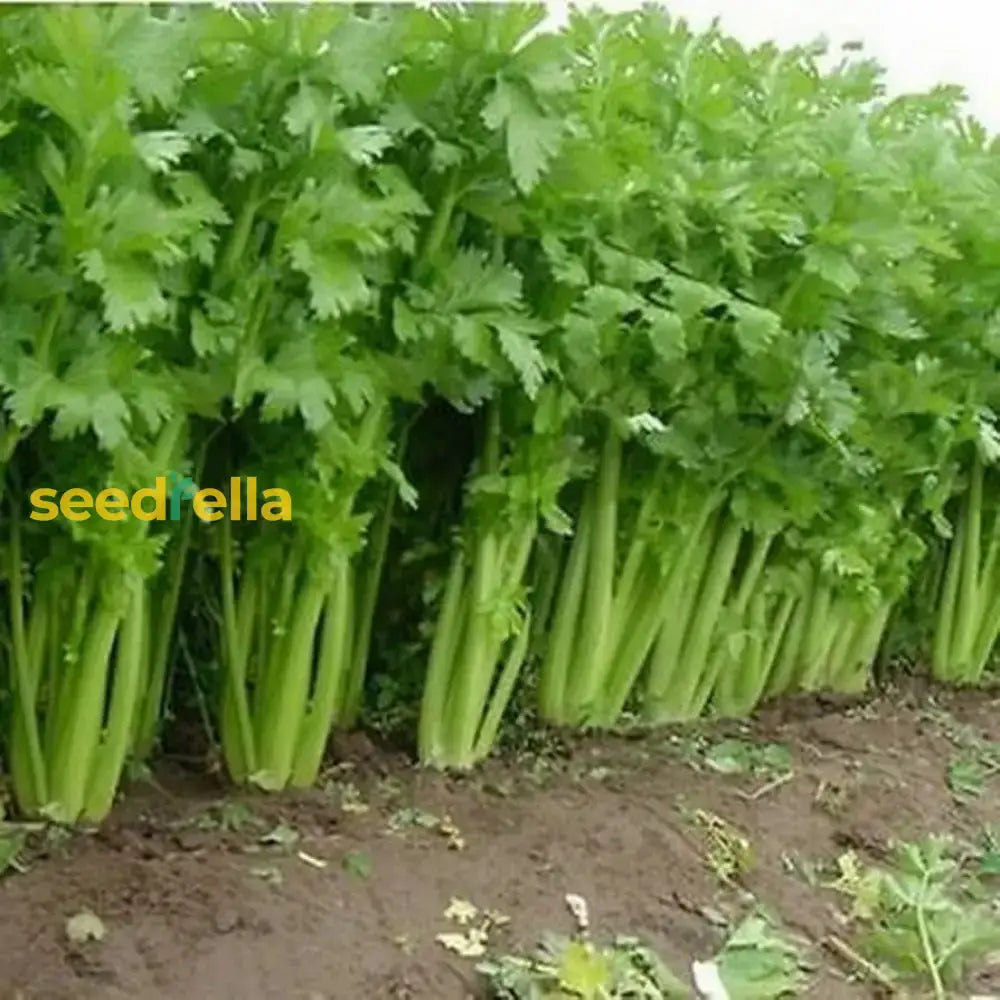 Celery Smallage Vegetable Seeds For Home Gardens Seeds