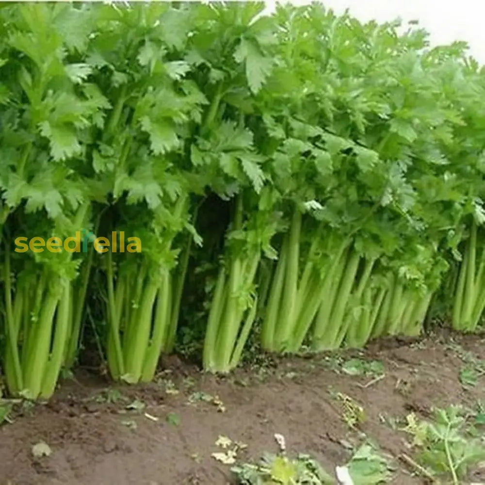 Celery Smallage Vegetable Seeds For Home Gardens Seeds