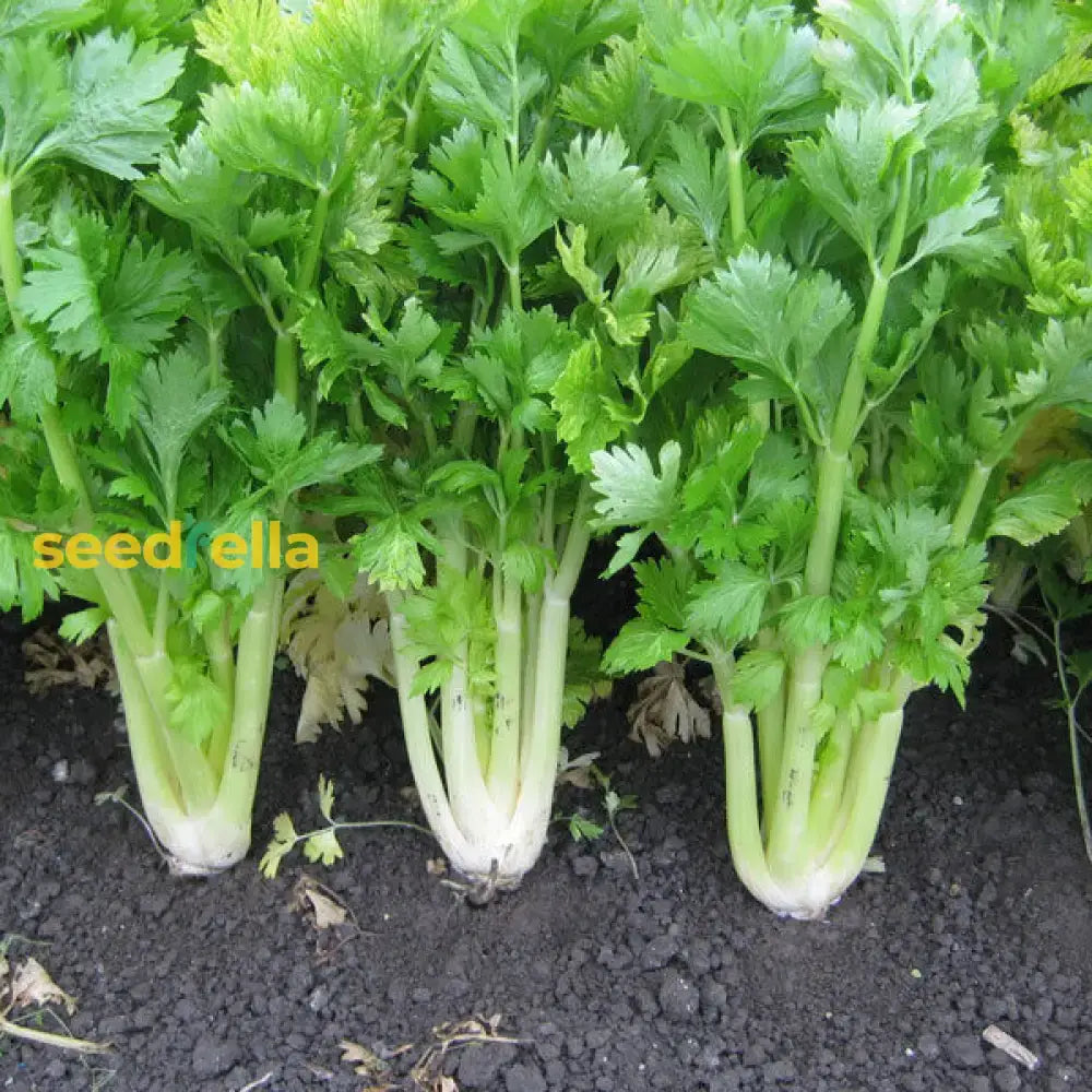 Celery Smallage Vegetable Seeds For Home Gardens Seeds