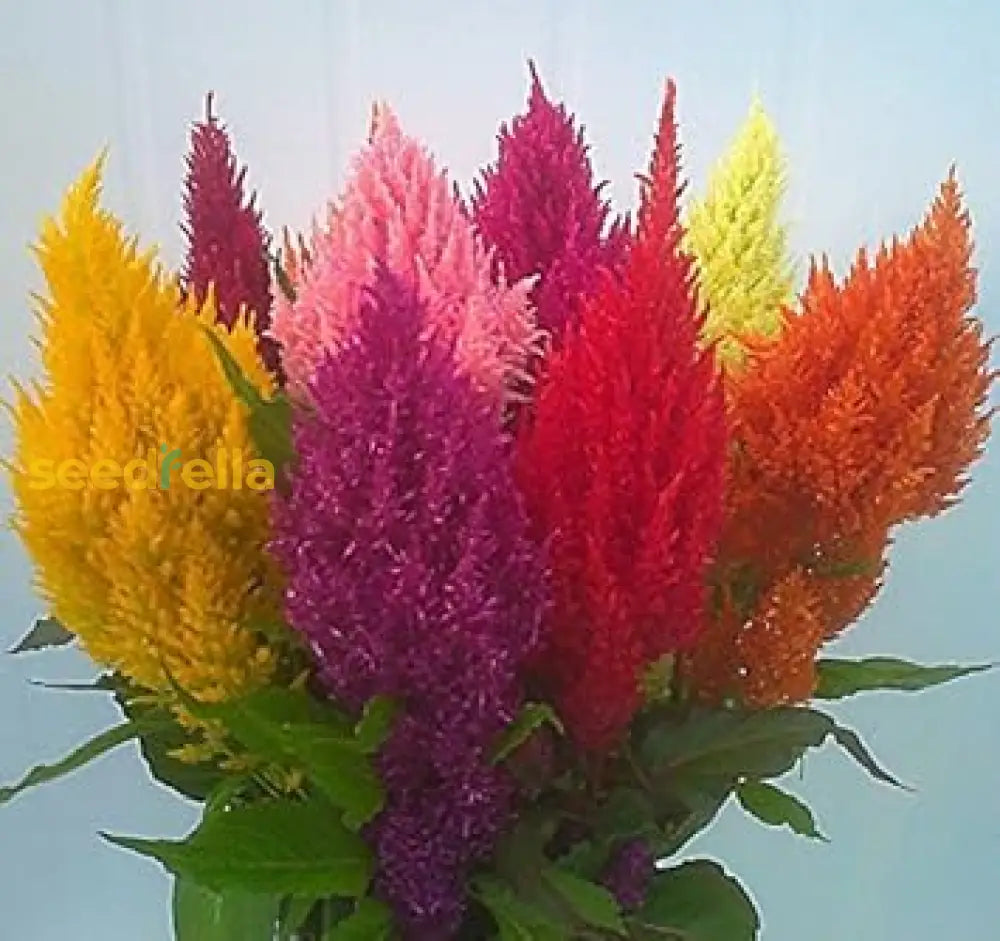 Celosia Argentea Seeds For Planting Flower