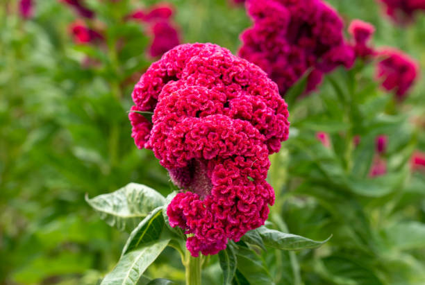 Vibrant Celosia cristata Cockscomb garden blooms