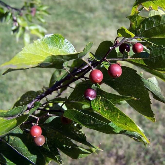 Young Southern Hackberry seedling growing