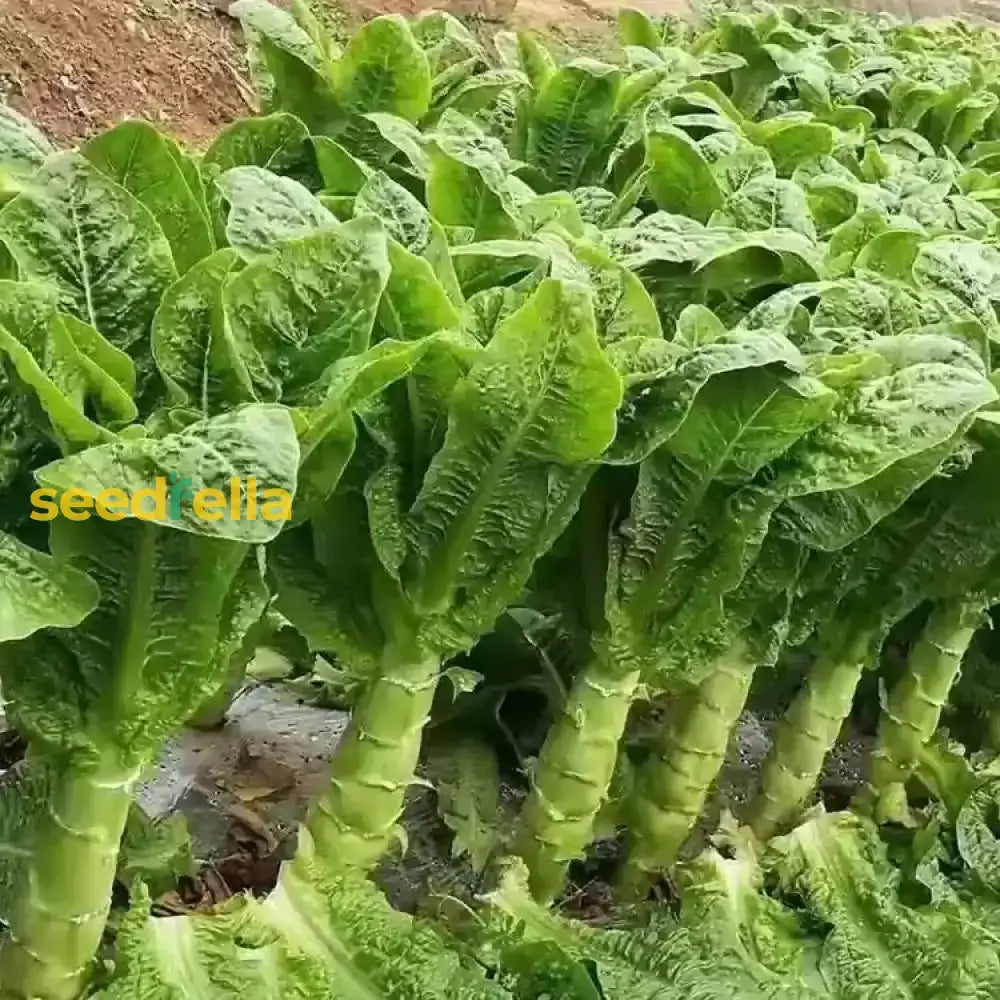 Celtuce Seeds For Planting | Grow Your Own Vegetable Seeds