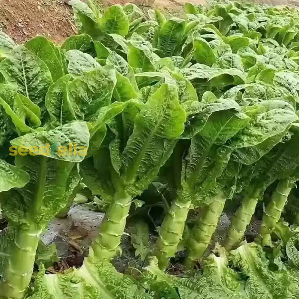 Celtuce Seeds For Planting | Grow Your Own Vegetable Seeds