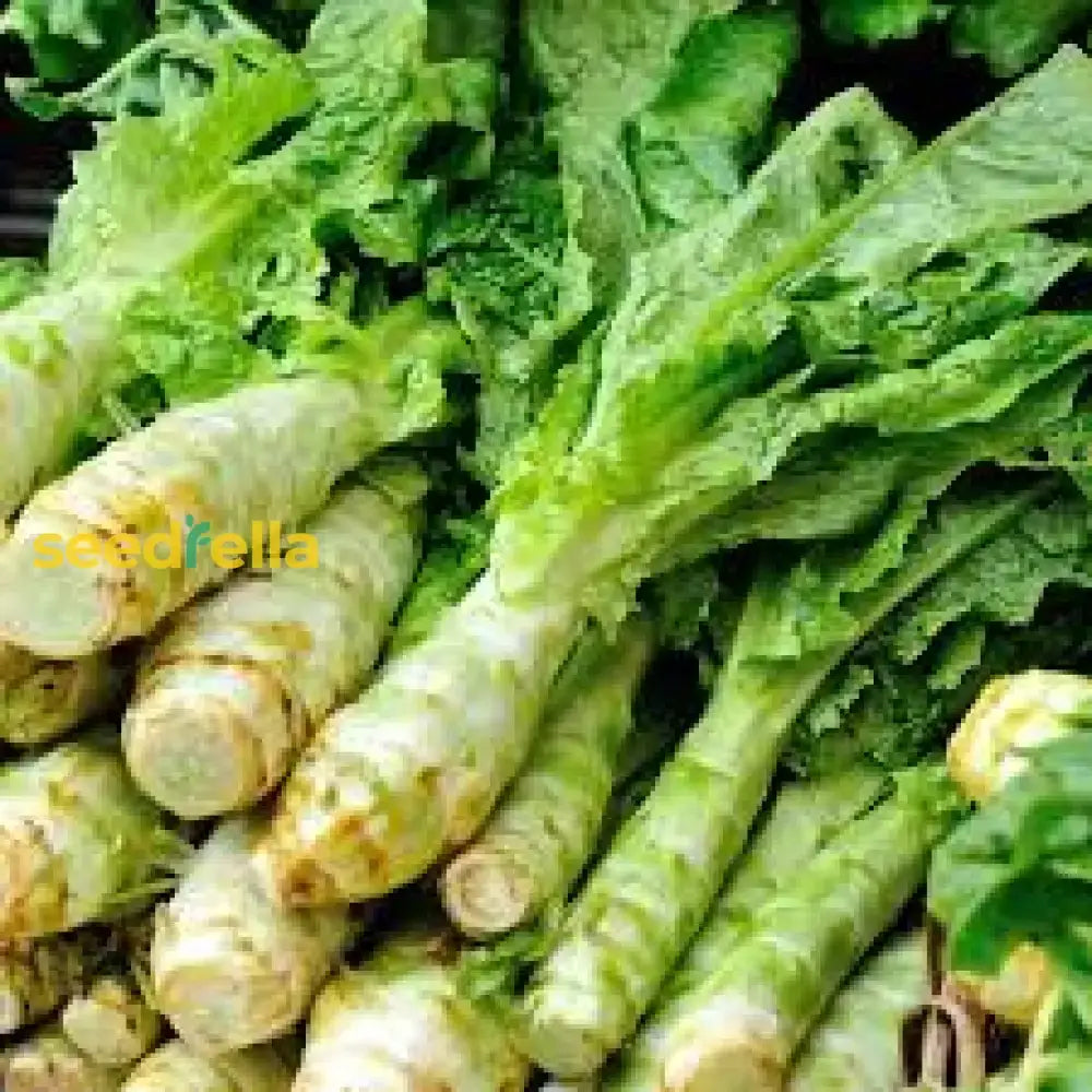 Celtuce Seeds For Planting | Grow Your Own Vegetable Seeds