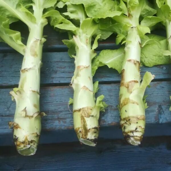 Celtuce seeds suitable for home gardening