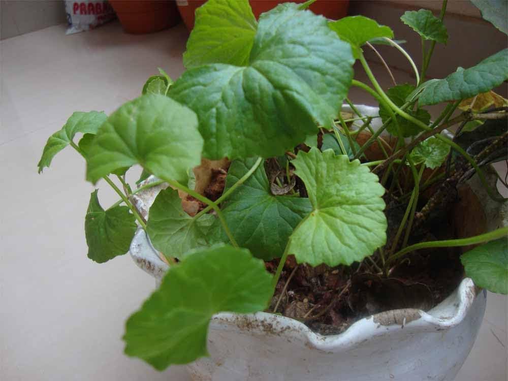 Centella asiatica growing in moist shaded garden