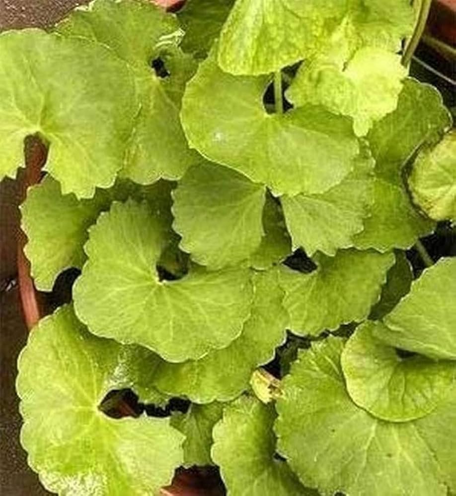 Centella asiatica rounded green foliage grown from seeds