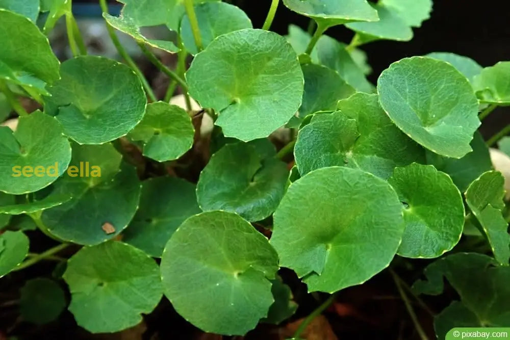 Centella Asiatica Seeds for Planting – Non-GMO Gotu Kola Variety