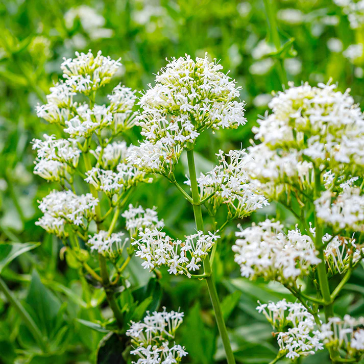 Centranthus Ruber Albus in Rock Garden