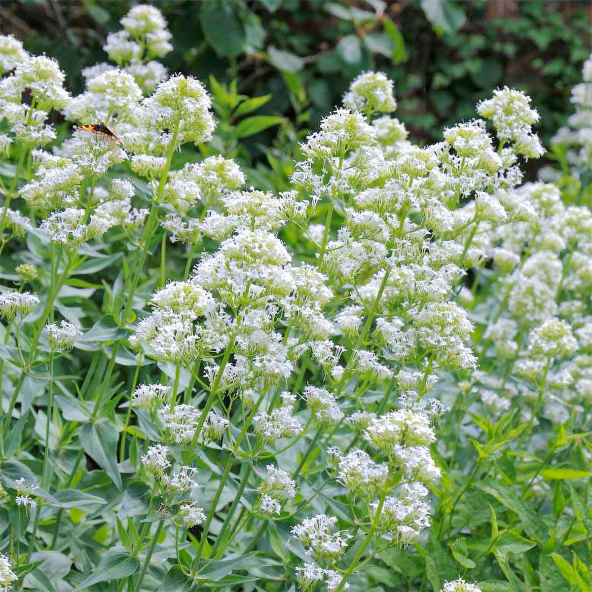 Centranthus (Centranthus Ruber) seeds for planting in home garden
