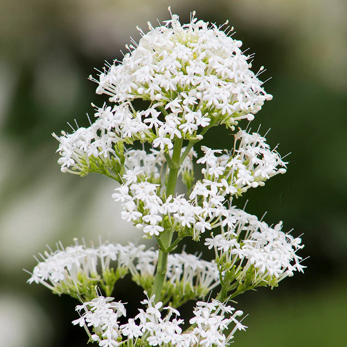 Centranthus Ruber Albus Seeds For Planting - Valerian Blooms Flower