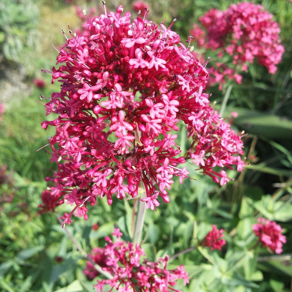 Jupiter's Beard Flower seeds for Planting Low Maintenance Heirloom & GMO Free Seeds for Home Garden 
 
 Sale seeds for home garden planting