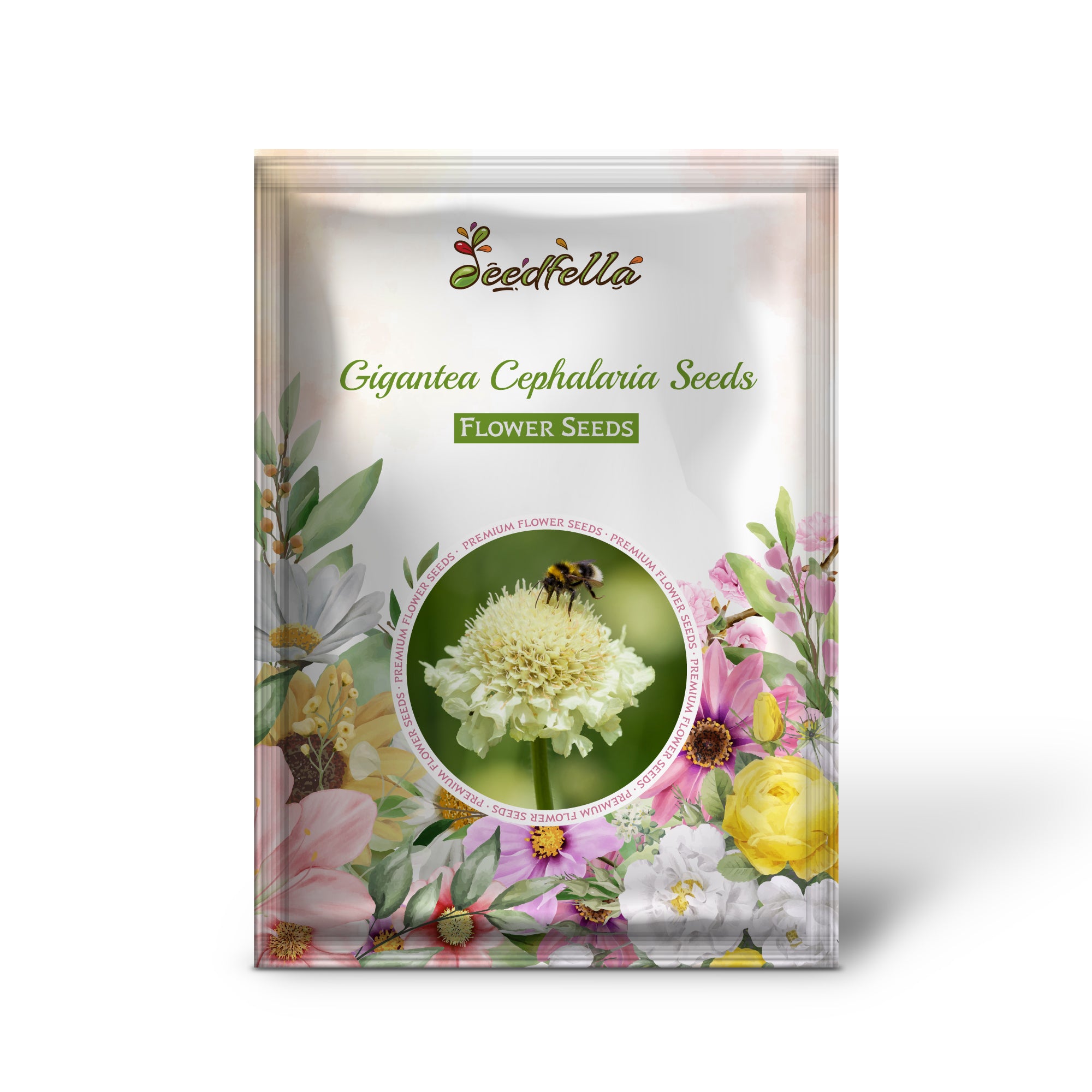 Tall Cephalaria Gigantea Yellow Blooms