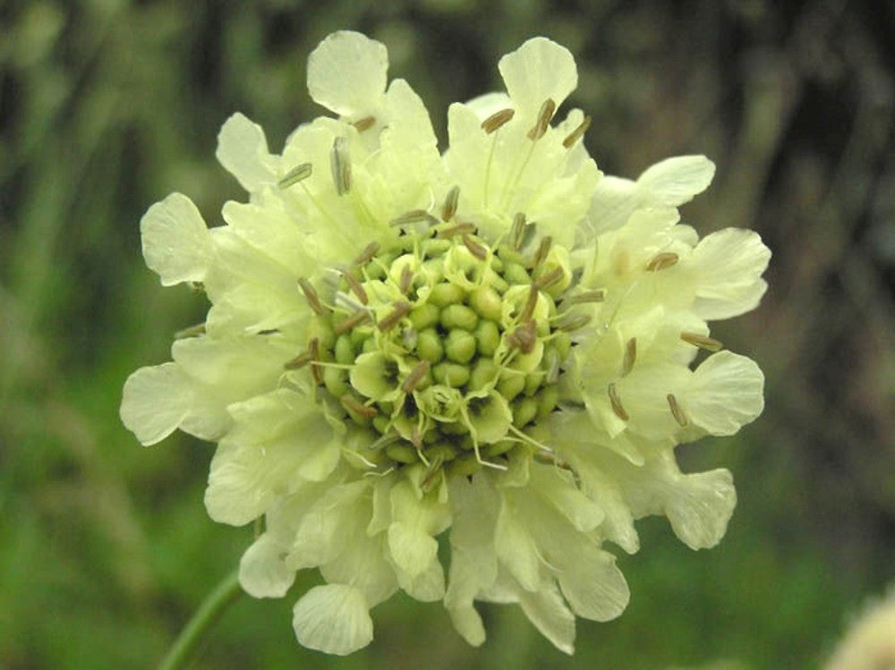 Gigantea Cephalaria Seeds For Unique Planting Flower