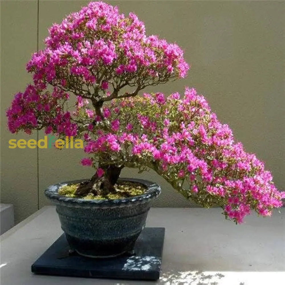 Cerasus Pink Flower Seeds For Planting