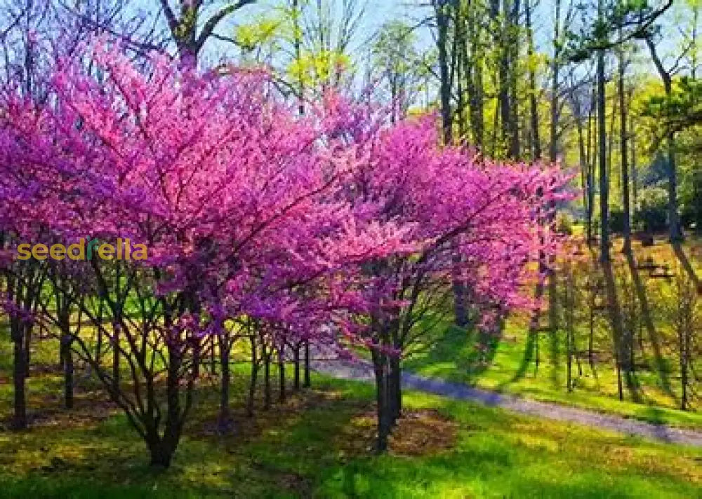 Cercis Canadensis Seeds For Planting Tree