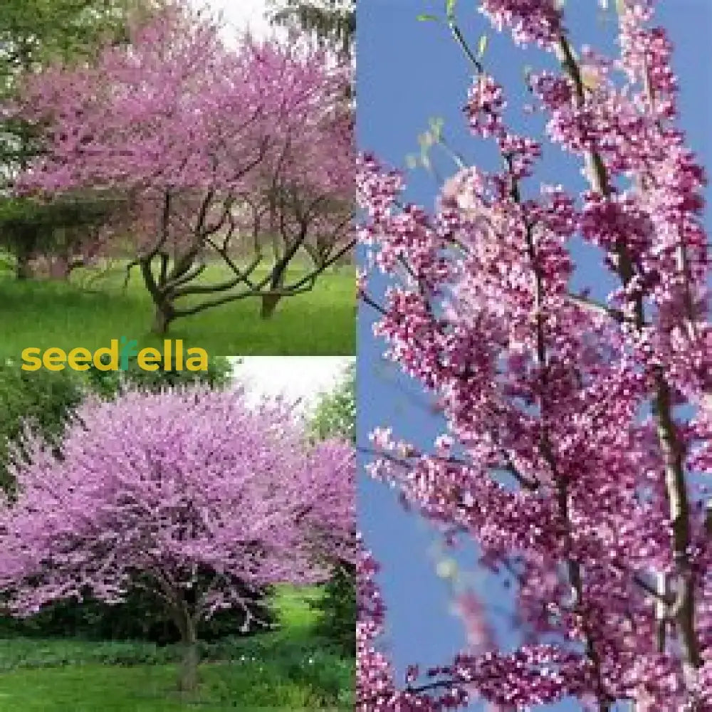 Cercis Canadensis Seeds For Planting Tree