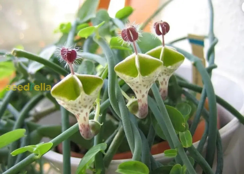 Ceropegia Seeds for Planting – Non-GMO Collectible Succulent Variety
