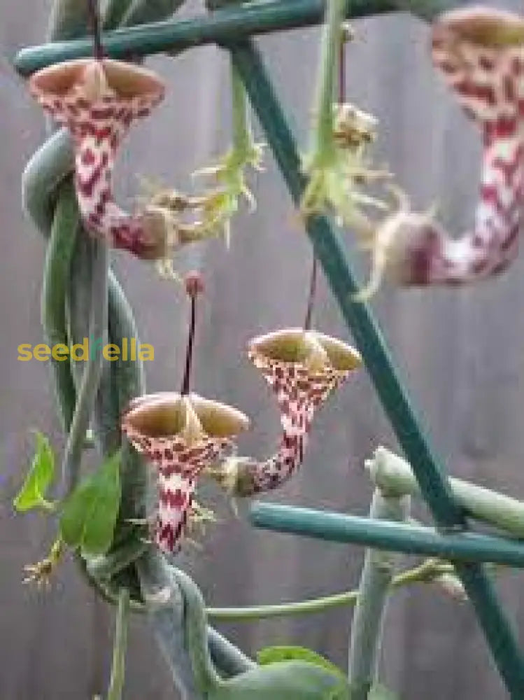 Ceropegia String Plant Seeds – Hardy Perennial Succulent