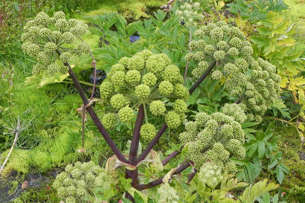 Certified organic Angelica seeds for cottage and border gardens