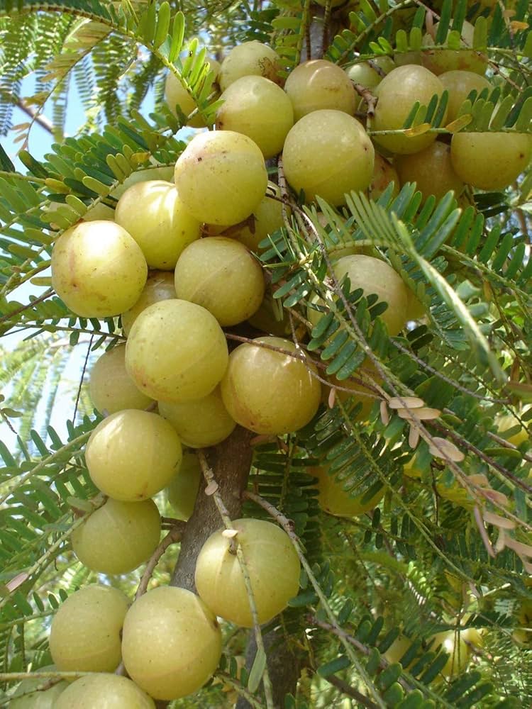 Ceylon Gooseberry tree with ripe fruit