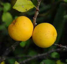 Chaenomeles seedlings sprouting from garden soil