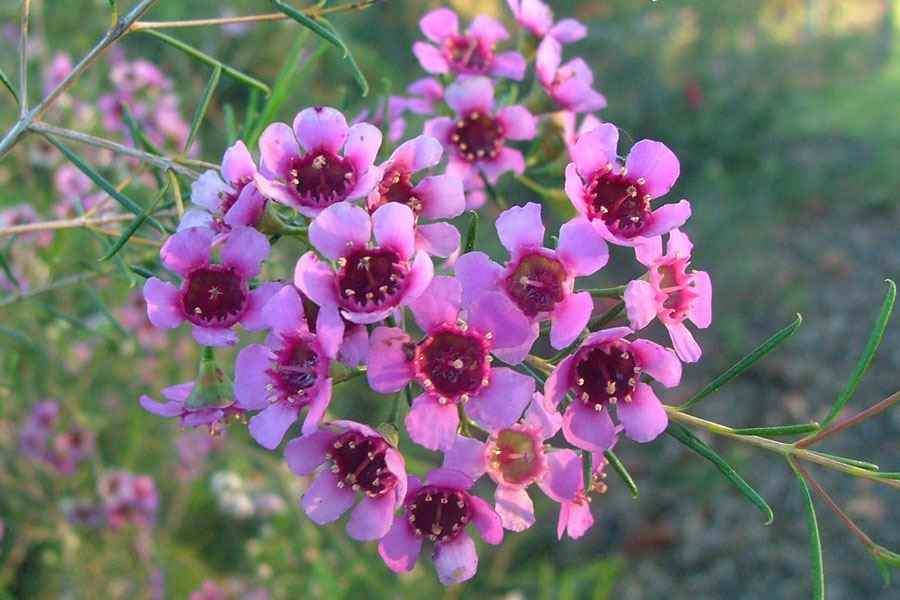 Chamelaucium (Chamelaucium Flower) seeds for planting in home garden