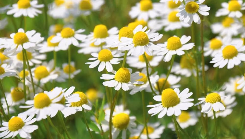 German Chamomile plants grown from seeds in cottage garden border