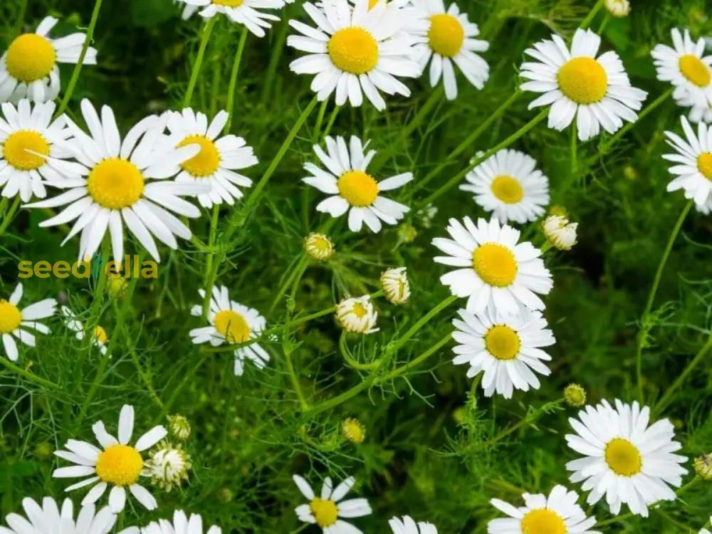 Chamomile Seeds For Planting - Grow Your Own Flowers Flower