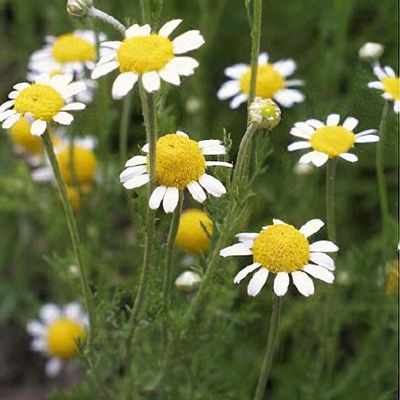 Blooming Chamomile flowers used for herbal tea