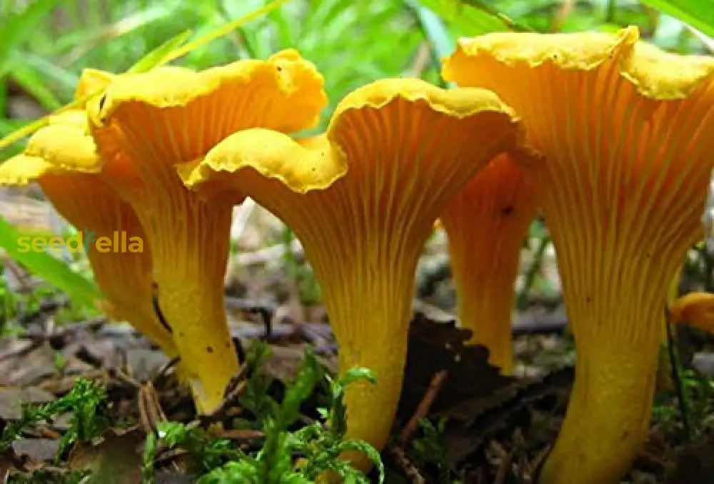 Chanterelle Mushroom Seeds For Planting Vegetable Seeds