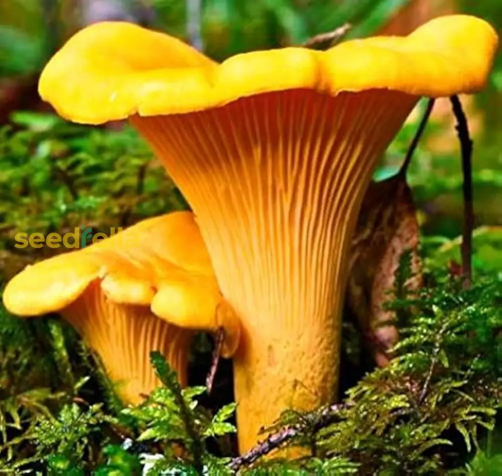 Chanterelle Mushroom Seeds For Planting Vegetable Seeds