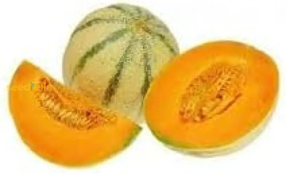 Charentais Melon Seeds For Planting - Sweet And Aromatic Summer Fruit