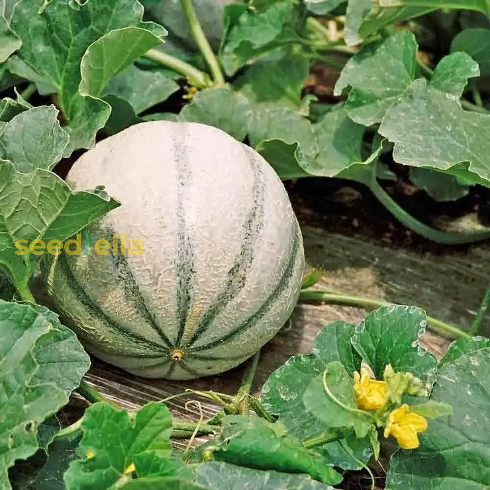 Charentais Melon Seeds for Planting Sweet & Aromatic Fruit