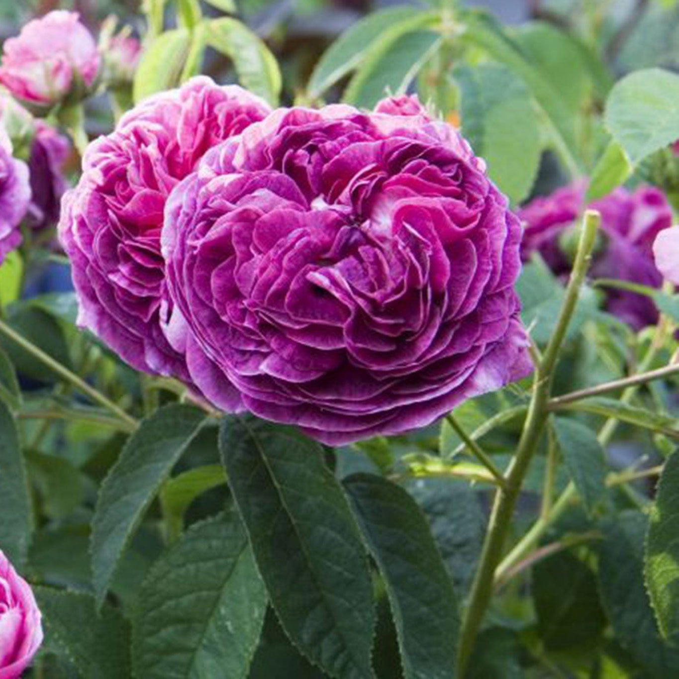 Charles de Mills roses in full bloom garden