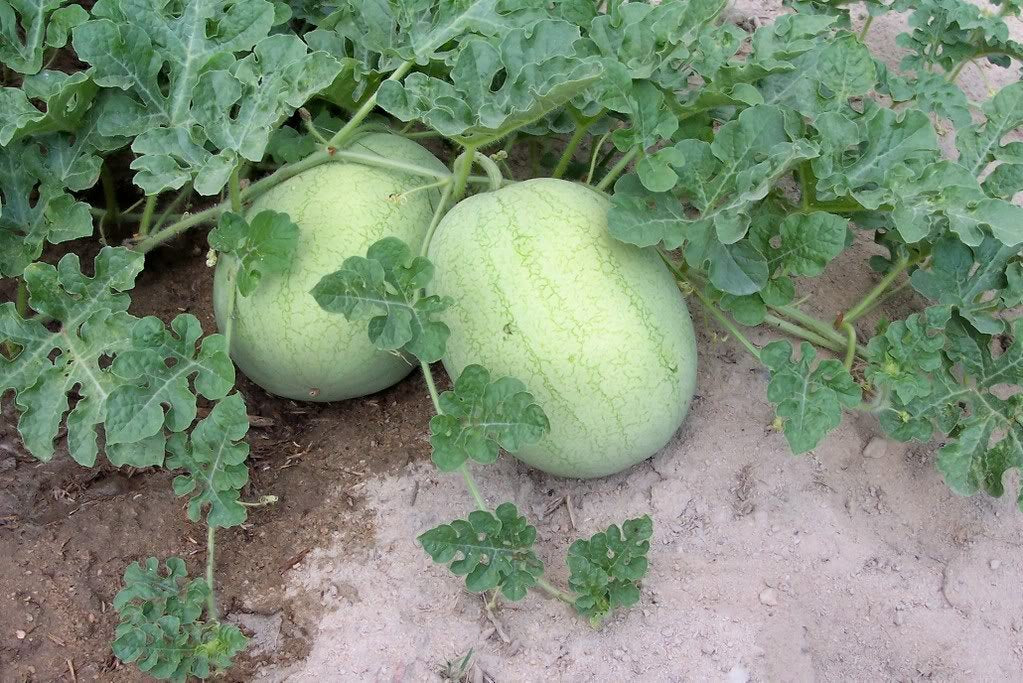 Watermelon vines growing in sunny garden