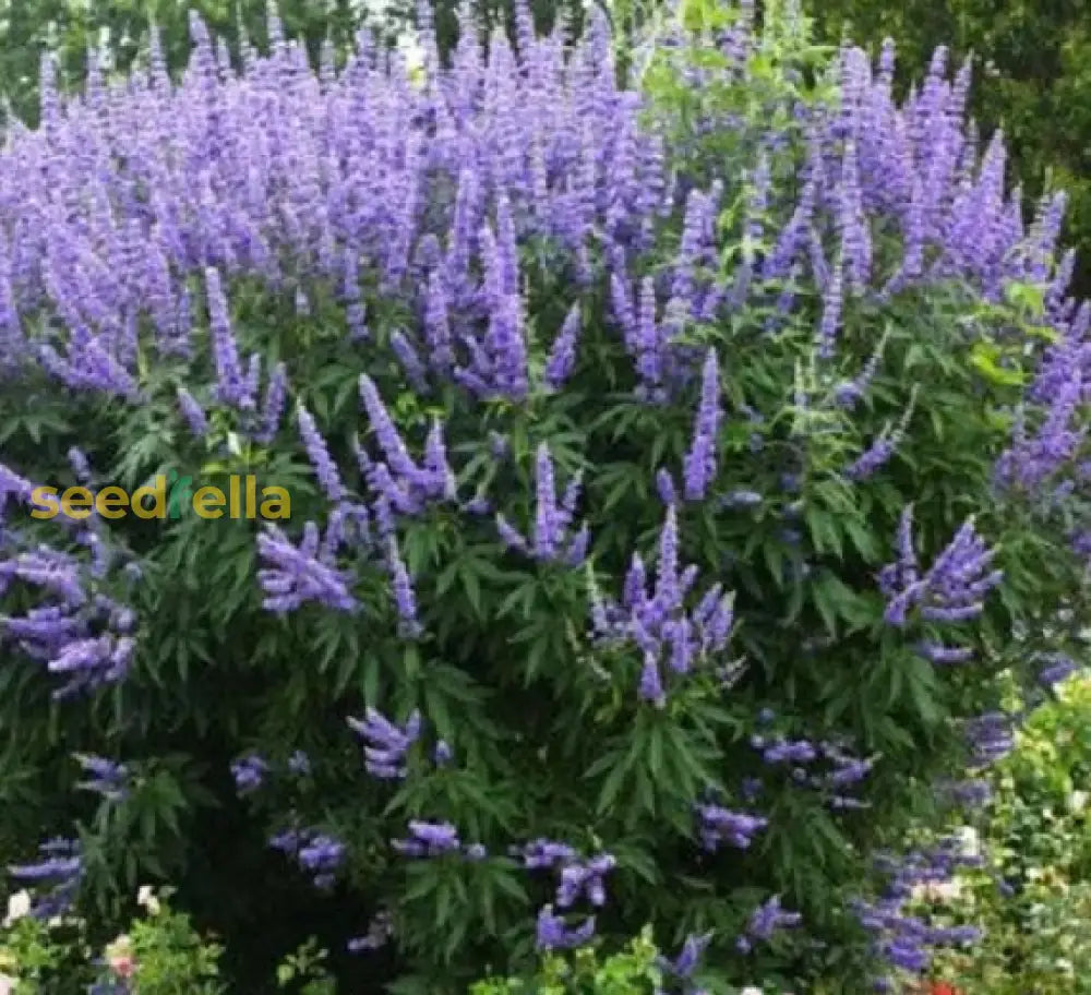 Chasteberry Seeds For Planting Flower